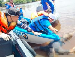 Prajurit Posbinpotmar TNI AL Kapuas Bersama Aparat Setempat Evakuasi Mayat Mengapung di Sungai Kapuas