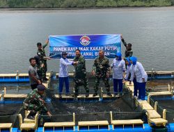 Dukung Program Ketahanan Pangan, Danlanal Bintan Laksanakan Panen Raya Budidaya Ikan Kakap Putih