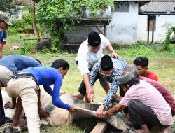 Teladani Sikap dan Perilaku Nabi Ibrahim A.S, Lanal Sabang Selenggarakan Qurban