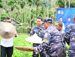 Dukung Program Ketahanan Pangan Nasional, Lanal Sabang Panen Raya Sayur-Sayuran