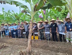 Lanal Bintan Hadiri Acara Penanaman Satu Hektar Jagung