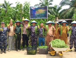 Dukung Program Ketahanan Pangan Nasional, Lanal Bengkulu Kelola Lahan Ketahanan Pangan Bersama MasyarakatP