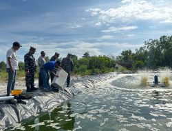 Pangkalan TNI AL Dabo Singkep Panen Udang Vaname Bersama Kelompok Tani Tambak Udang Bestari di Kampung Bahari Nusantara Desa Batu Berdaun