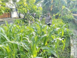Polsek Cempaka Putih Lakukan Perawatan Lahan Ketahanan Pangan, Kapolres: Wujud Nyata Kepedulian Polri