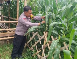 Ketahanan Pangan Polsek Metro Tanah Abang Lahan Jagung Tumbuh Subur Di Tengah Kota