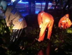 Quick Respon Bhabinkamtibmas Pasar Baru Tangani Pohon Tumbang di Jalan Samanhudi Raya