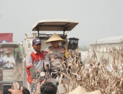 Kapolda Jatim Pimpin Panen Raya Jagung Hibrida di Sidoarjo