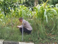 Polisi Dukung Ketahanan Pangan, Polsek Cempaka Putih Lakukan Perawatan Lahan Jagung