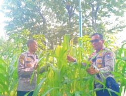Polisi dan Warga Cempaka Putih Panen Jagung, Wujud Sinergi untuk Ketahanan Pangan