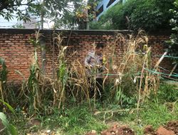 Jagung di Lahan Ketahanan Pangan Paseban Diterjang Hujan, Polisi Tetap Pastikan Panen untuk Warga