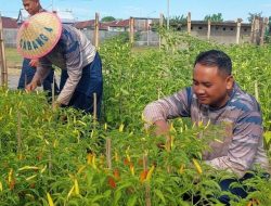 DUKUNG PROGRAM KETAHANAN PANGAN, SATLINLAMIL 3 PANEN SAYURAN DAN HASIL TERNAK