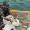 TNI AL Gagalkan Dua Penyelundupan Lintas Batas RI-PNG, Tegakkan Hukum Demi Kedaulatan Negara