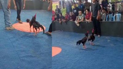 Judi Sabung Ayam di Karanganyar Kebumen Diduga Dikelola Oknum TNI, Masyarakat Tuntut Penegakan Hukum