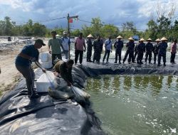 Wujud Dukung Program Ketahanan Pangan Nasional, Lanal Dabo Singkep Panen Udang Vaname