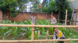 Polsek Senen Cek Lahan Jagung Produktif di Paseban