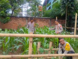 Polsek Senen Cek Lahan Jagung Produktif di Paseban