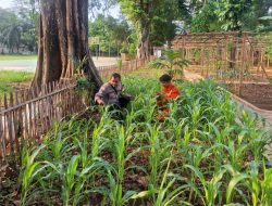 Rawat Pangan, Jaga Lingkungan, Bhabinkamtibmas Pegangsaan Pantau Tanaman Jagung di Lapangan Borobudur