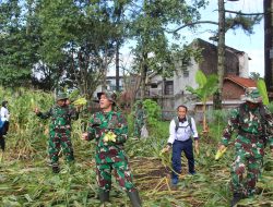 Program Ketahanan Pangan TNI Angkatan Laut, Danlanal Bandung Laksanakan Panen Jagung dan Panen Raya Ketahanan Pangan Lanal Bandung