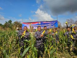Panen Jagung Lanal Bintan Dalam Mendukung Ketahanan Pangan