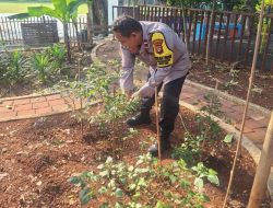 Sinergi Hijau di Tengah Kota, Bhabinkamtibmas Pegangsaan dan PPSU Rawat Tanaman Ketahanan Pangan di Lapangan Borobudur