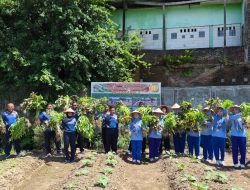 Wujudkan Program Ketahanan Pangan, Satlinlamil 3 Panen Perdana Sayuran