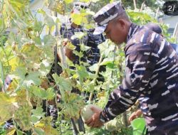 Lanal Bengkulu Laksanakan Panen Raya Melon, Dukung Program Ketahanan Pangan