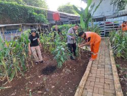 Siap Panen di Tengah Kota, Bhabinkamtibmas Pegangsaan Kawal Ketahanan Pangan di Lapangan Borobudur