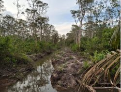 Aktivitas Sawit Ilegal di Hutan Lindung Desa Belilik Diduga Berlangsung Bertahun-tahun